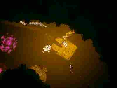 《弃海:波弟大冒险》评测:名字阻碍了这游戏的成功