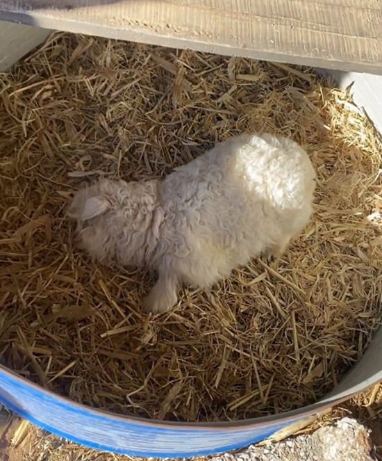 宁夏一只会装死的小羊走红网络！有人花13万求购