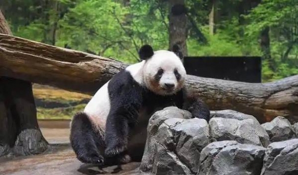 半世纪来首次无熊猫！日本最后两只熊猫即将返回中国